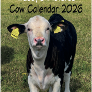 COW CALENDAR !!! 2026 with cows !!