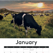 COW CALENDAR !!! 2026 with cows !!