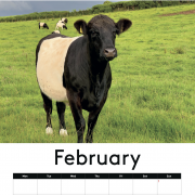 COW CALENDAR !!! 2026 with cows !!
