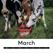 COW CALENDAR !!! 2026 with cows !!