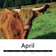 COW CALENDAR !!! 2026 with cows !!