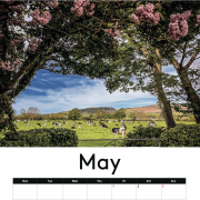 COW CALENDAR !!! 2026 with cows !!