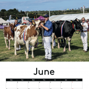 COW CALENDAR !!! 2026 with cows !!