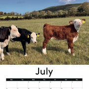 COW CALENDAR !!! 2026 with cows !!