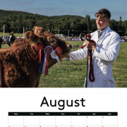 COW CALENDAR !!! 2026 with cows !!