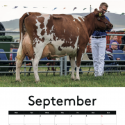 COW CALENDAR !!! 2026 with cows !!