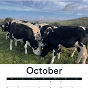 COW CALENDAR !!! 2026 with cows !!