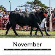 COW CALENDAR !!! 2026 with cows !!