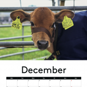 COW CALENDAR !!! 2026 with cows !!